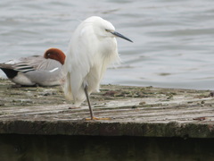 Egretta garzetta