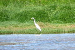 Ardea intermedia plumifera