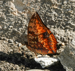 Charaxes kahruba