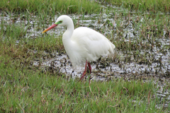 Ardea intermedia plumifera
