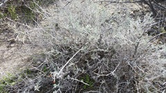 Eriogonum wrightii nodosum