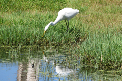 Ardea intermedia plumifera