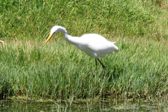 Ardea intermedia plumifera