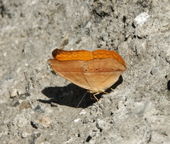 Cirrochroa aoris