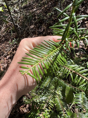 Taxus floridana, photograph 2