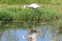 Ardea intermedia plumifera