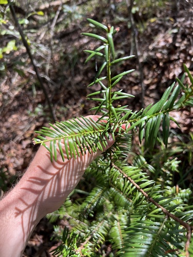 Taxus floridana, photograph 3