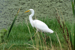 Ardea intermedia plumifera