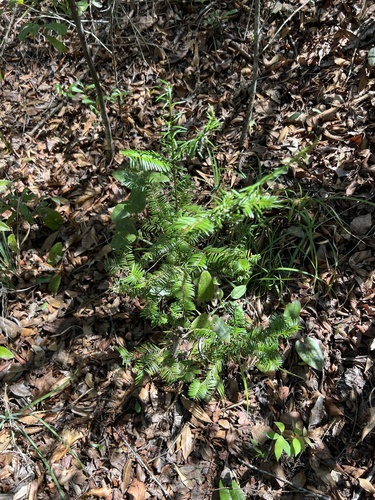Taxus floridana, photograph 4