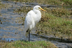 Ardea intermedia plumifera