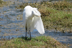 Ardea intermedia plumifera
