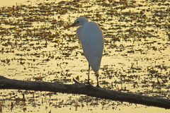 Ardea intermedia plumifera