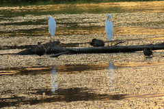 Ardea intermedia plumifera
