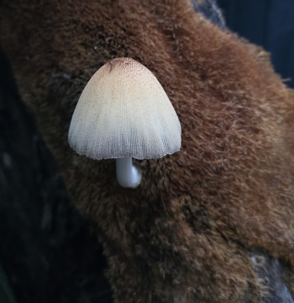 Domestici · March 2026 · photo: © mrveektoor (iNaturalist, cc0)
