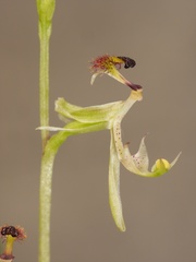 Arthrochilus irritabilis