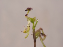 Arthrochilus prolixus