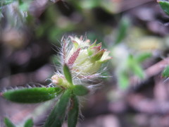 Xanthosia huegelii