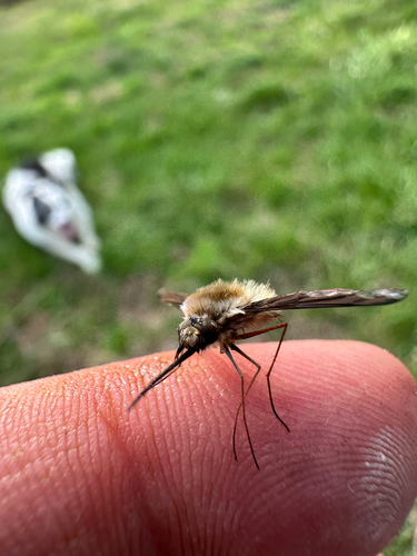 Unknown species found near Crutcher Pike, Richmond, KY, US