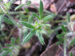Xanthosia huegelii