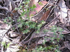 Xanthosia huegelii