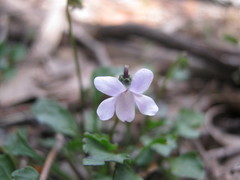 Viola sieberiana