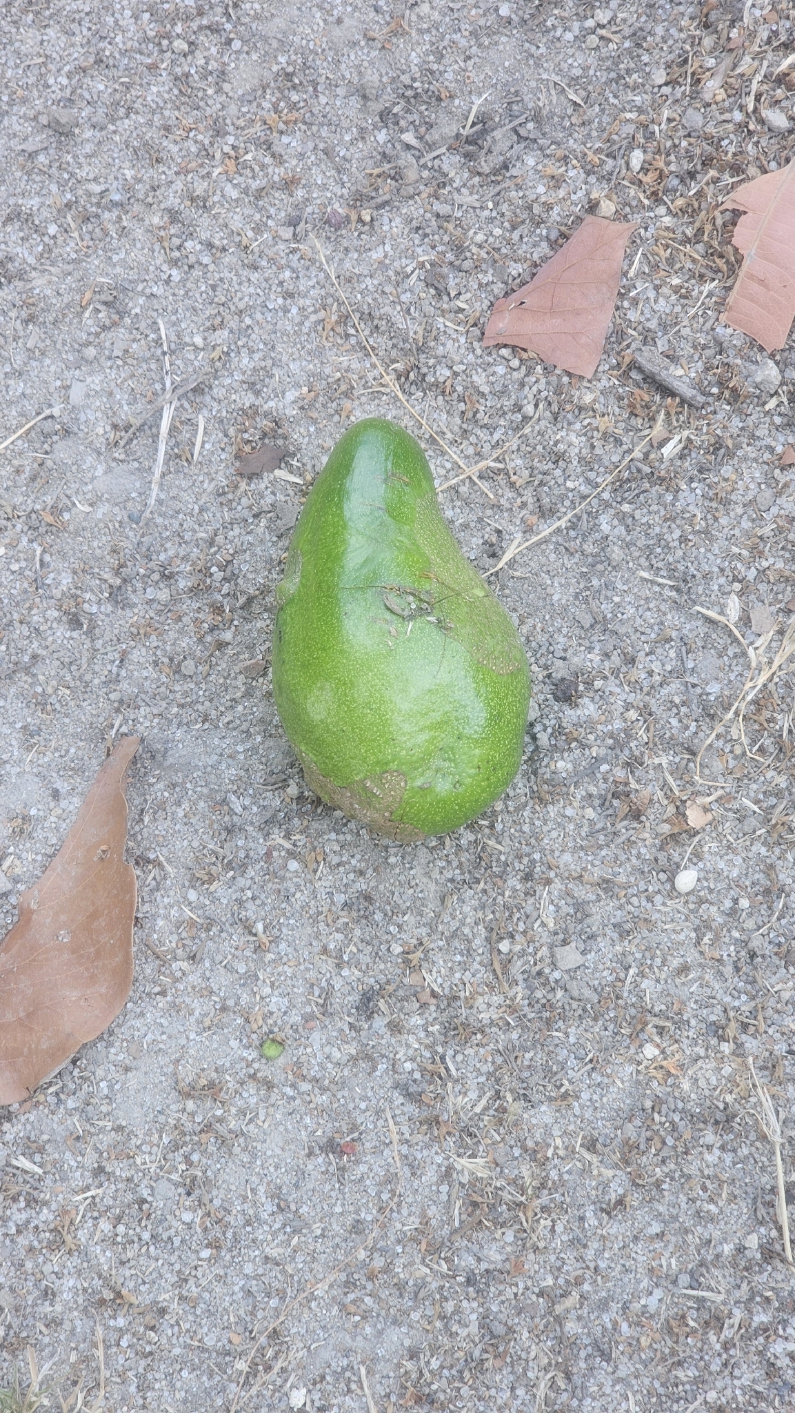 Avocado (Persea americana)