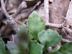Viola sieberiana