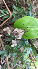 Coequosa australasiae