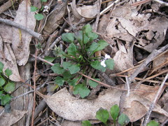 Viola sieberiana