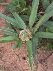 Crotalaria anthyllopsis