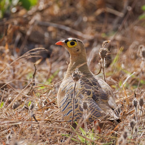 iNaturalist image