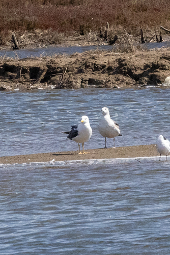 Avistamiento Gaviota Dorsinegra Menor