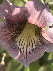 Sesamum triphyllum