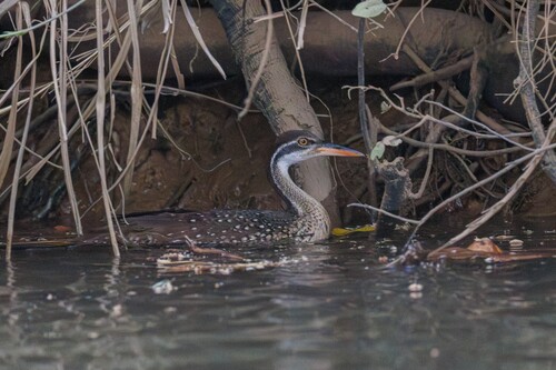 iNaturalist image