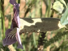 Sesamum triphyllum