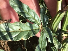 Sesamum triphyllum
