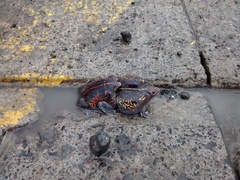 Rhinophrynus dorsalis