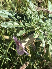 Sesamum triphyllum