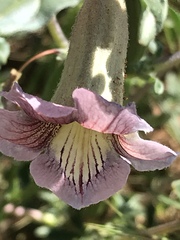 Sesamum triphyllum