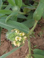 Crotalaria anthyllopsis