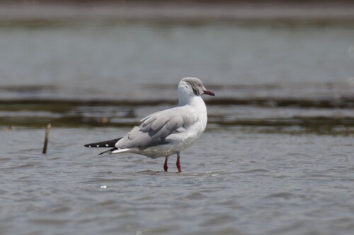 iNaturalist: (c) Lukas Sekelsky, some rights reserved (CC BY-NC), uploaded by Lukas Sekelsky iNaturalist image