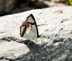 Apaturinae