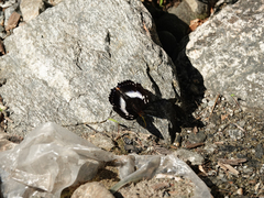 Apaturinae