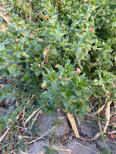 scarlet pimpernel