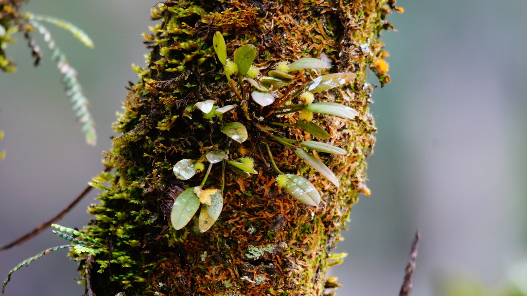 Dendrobium maidenianum Schltr.