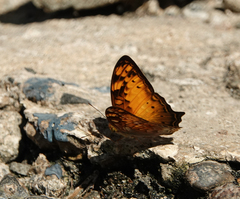 Vagrans sinha