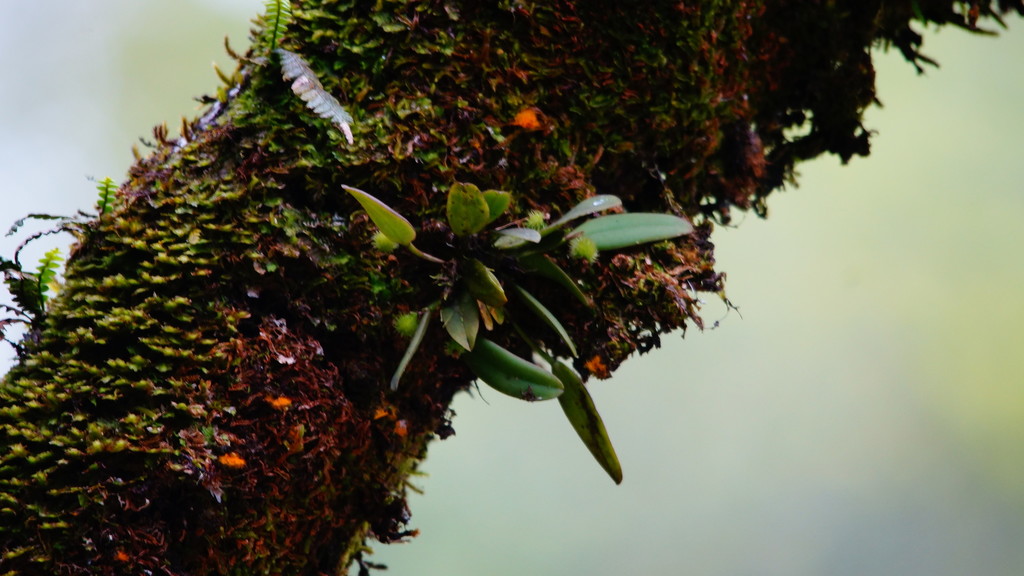 Dendrobium maidenianum Schltr. 3