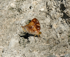Vagrans sinha
