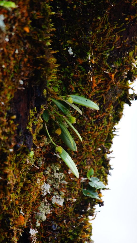 Dendrobium maidenianum Schltr. 4