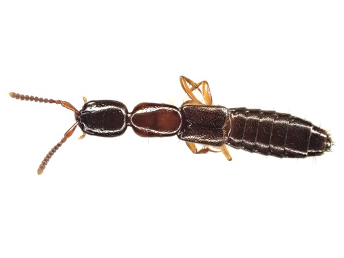 Xantholinus gallicus